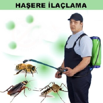 Kavak Böcek İlaçlama